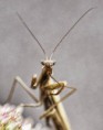 /album/obyvatelia-prirody/snimek-269-jpg/